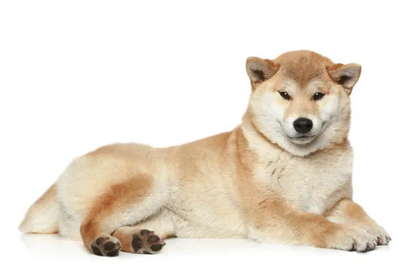 Shiba inu pes ležící — Stock fotografie