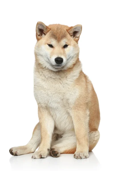 Shiba inu pes na bílém pozadí — Stock fotografie