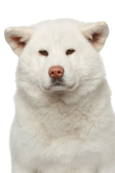 Perro Akita inu. Retrato de primer plano sobre fondo blanco — Foto de Stock