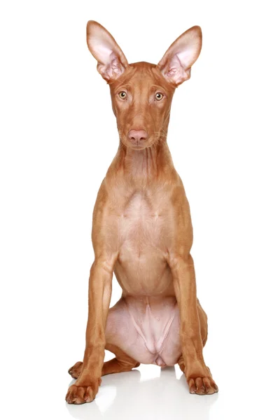 Faraón cachorro sabueso sobre un fondo blanco — Foto de Stock