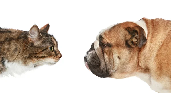 Katze und Hund auf weißem Hintergrund — Stockfoto