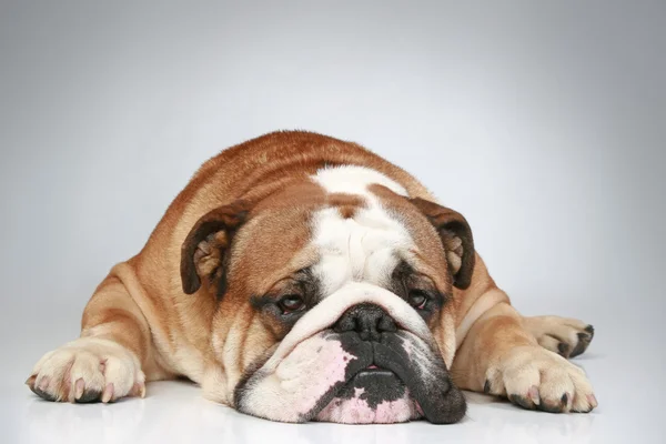 Engels bulldog liggend op grijze achtergrond — Stockfoto