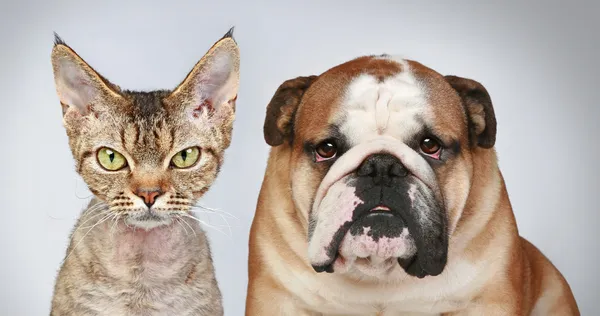 Kot i pies — Zdjęcie stockowe
