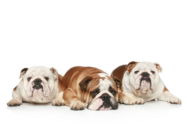 Három angol bulldog fehér alapon — Stock Fotó