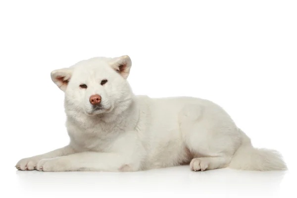 Akita inu perro acostado sobre fondo blanco — Foto de Stock