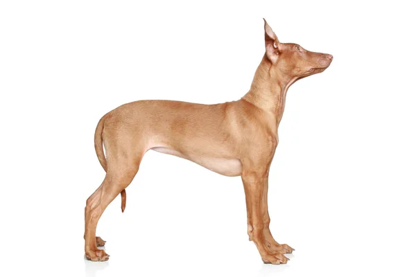 Faraónský pes štěně v regálu — Stock fotografie
