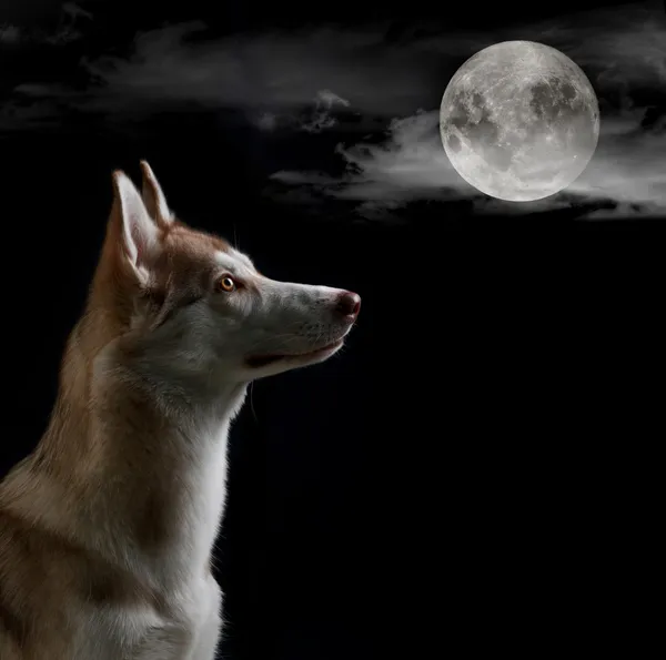 Perro está mirando en la luna llena — Foto de Stock