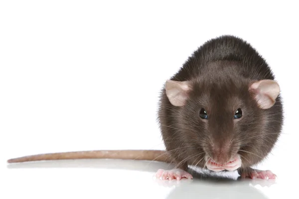 Kahverengi fare — Stok fotoğraf