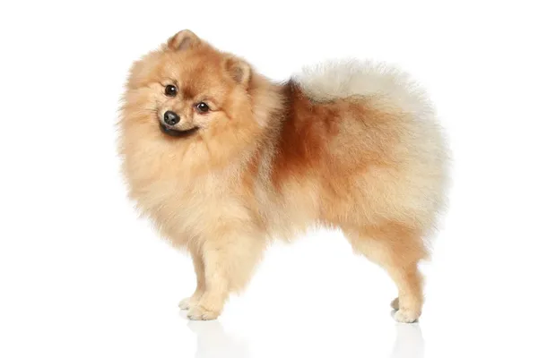 Špic Pomeranian pes — Stock fotografie