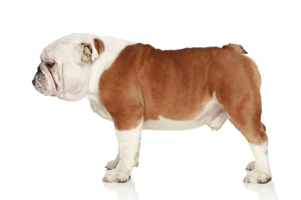 Engels bulldog. Zijaanzicht — Stockfoto
