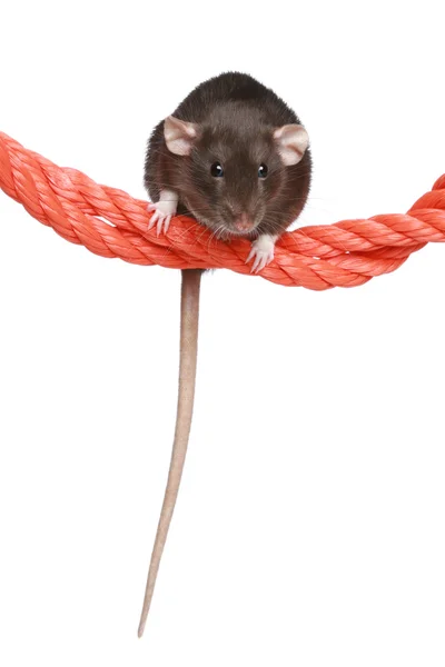 在一根绳子上的老鼠 — 图库照片