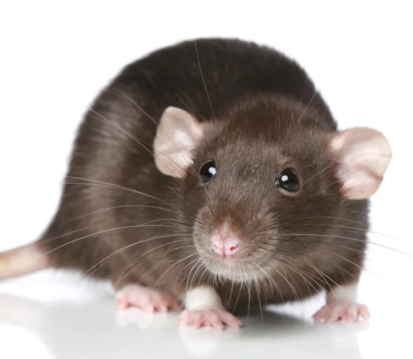 Bruine rat. Close-up portret — Stockfoto