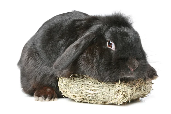 Black lop-eared rabbit — Stock Photo, Image