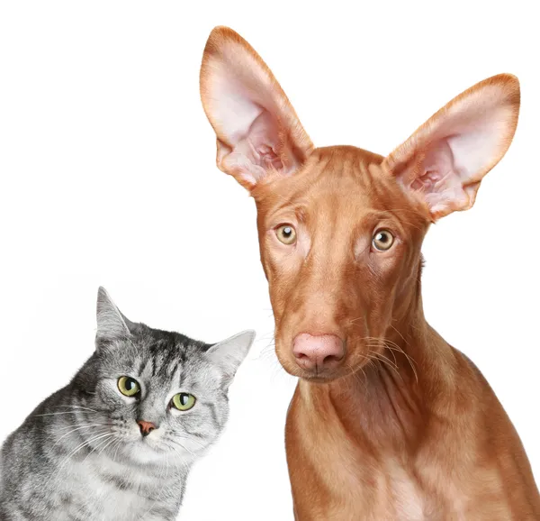 Cat and Pharaoh hound — Stock Photo, Image