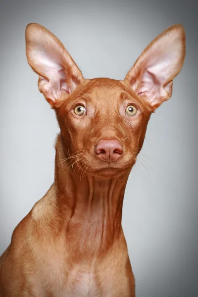 Κουτάβι κυνηγόσκυλο του Φαραώ σε ένα γκρίζο φόντο — Φωτογραφία Αρχείου