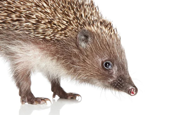 Hedgehog. Close-up portrait — Stock Photo, Image