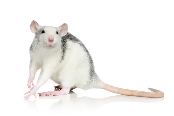 Rato descascado — Fotografia de Stock