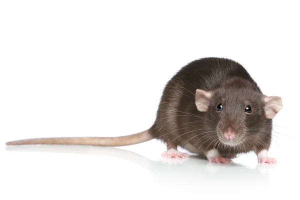 Бурая крыса — стоковое фото