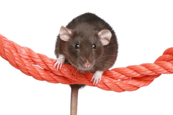 Krysa na laně — Stock fotografie