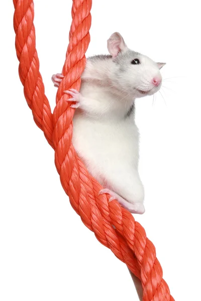 Rat op een touw — Stockfoto