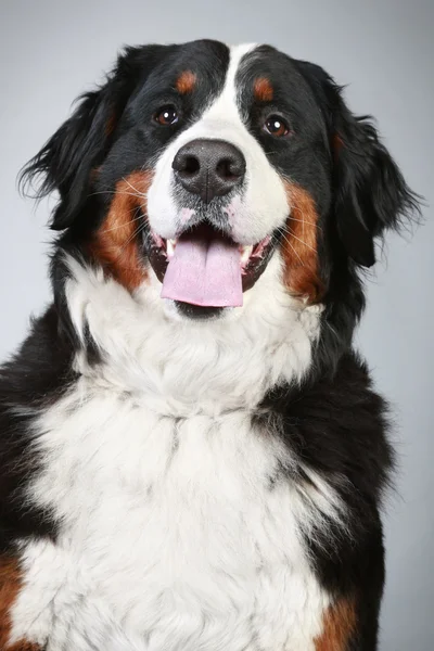Berner Sennenhund. Porträt aus nächster Nähe — Stockfoto