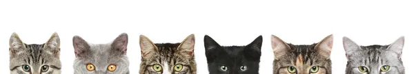 Kočičí půl hlavy na bílém pozadí — Stock fotografie