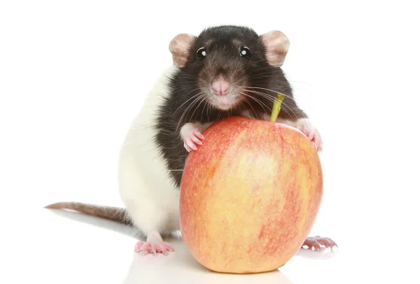 Krysa s velkým jablko — Stock fotografie