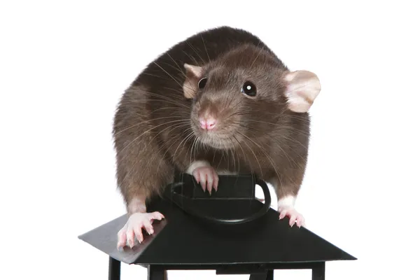 Brown Rat on a decorative lamp — Stock Photo, Image