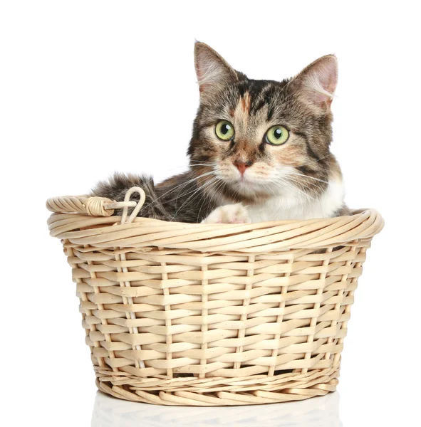 Gato de raza mixta en cesta de mimbre —  Fotos de Stock