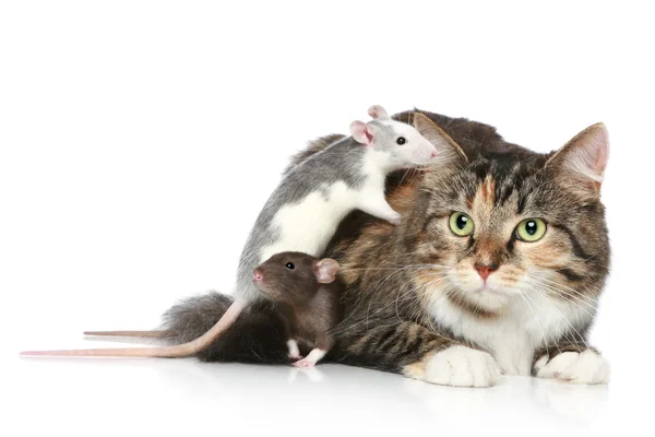Gato e ratos descansando — Fotografia de Stock
