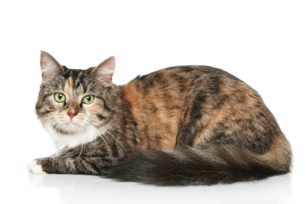 白い背景の上の縞模様の猫 — ストック写真