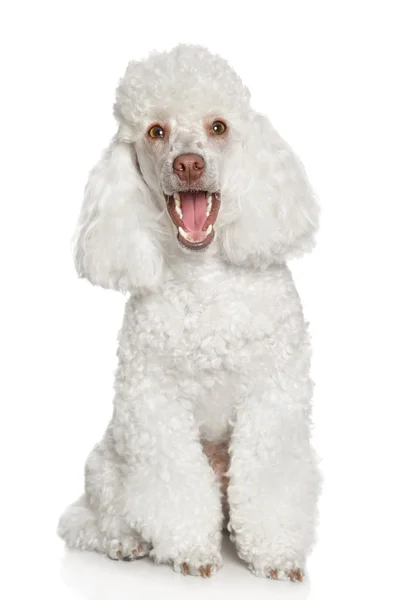 Cachorrinho poodle branco. isolado sobre um fundo branco — Fotografia de Stock