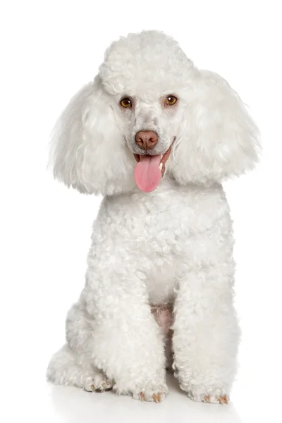 Cachorrinho poodle branco. isolado sobre um fundo branco — Fotografia de Stock