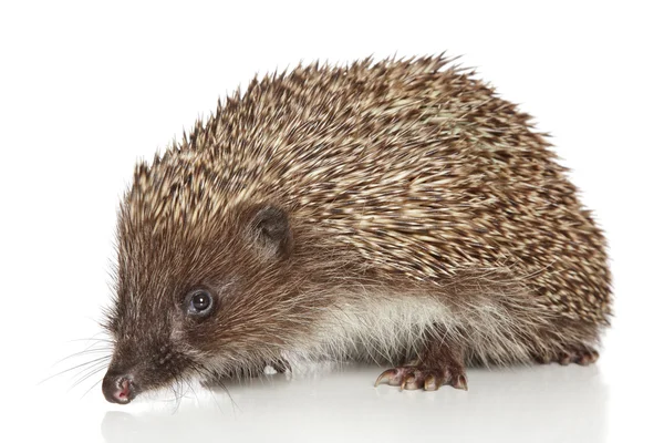 Hedgehog on white background — Stock Photo, Image