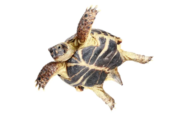 Летающая черепаха — стоковое фото