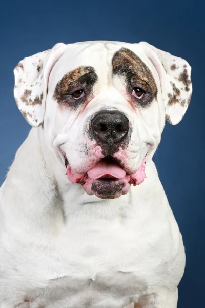 Amerikaanse bulldog. portret op een donkerblauwe achtergrond — Stockfoto