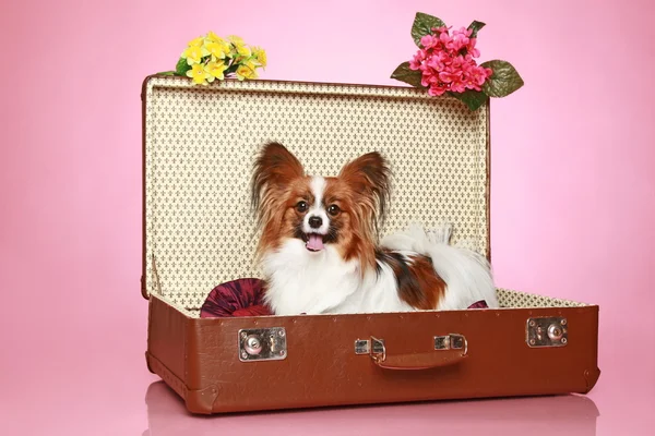 古いスーツケースの中に座っているパピヨン犬 — ストック写真