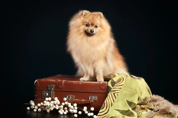 Szpic niemiecki pies siedzi na rocznika walizki — Zdjęcie stockowe