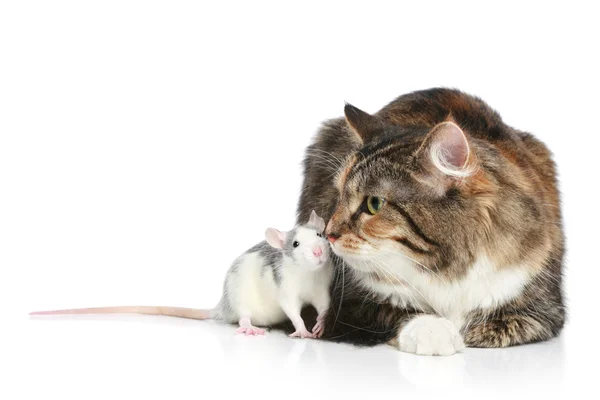 Gato e ratos descansando — Fotografia de Stock