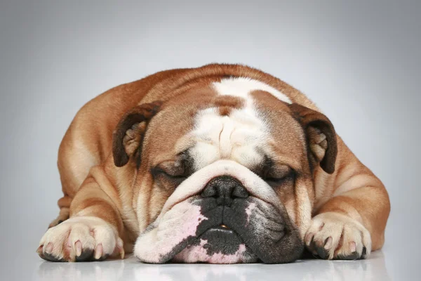 Bulldog inglese sdraiato su sfondo grigio — Foto Stock