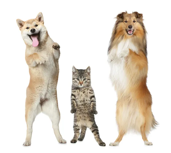 Zwei Hunde und eine Katze stehen auf Hinterbeinen — Stockfoto