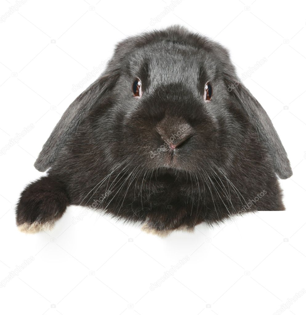 Black lop-eared rabbit portrait