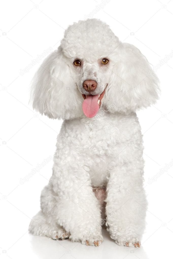 Порода собак карликовый пудель (50 фото): абрикосовый, серый, черный, белый, какая стрижка