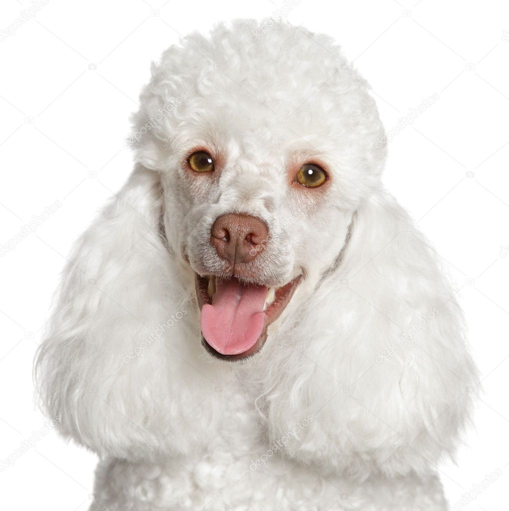 White poodle puppy smiles