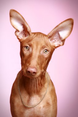 Pharaoh hound puppy on a pink background clipart