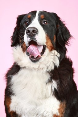 Bernese dağ köpeği.