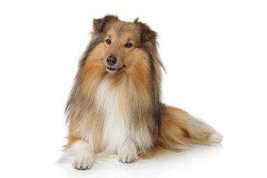 Shetland sheepdog on a white background clipart