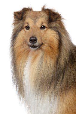 Shetland sheepdog on a white background clipart