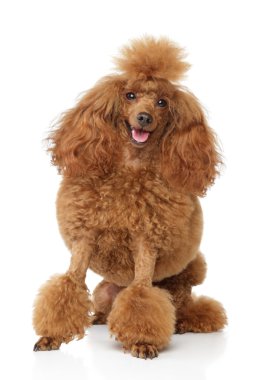 Red toy poodle puppy clipart