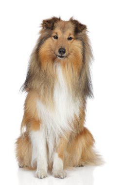 Shetland sheepdog on a white background clipart